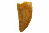 Serrated, Raptor Tooth - Real Dinosaur Tooth #135165-1